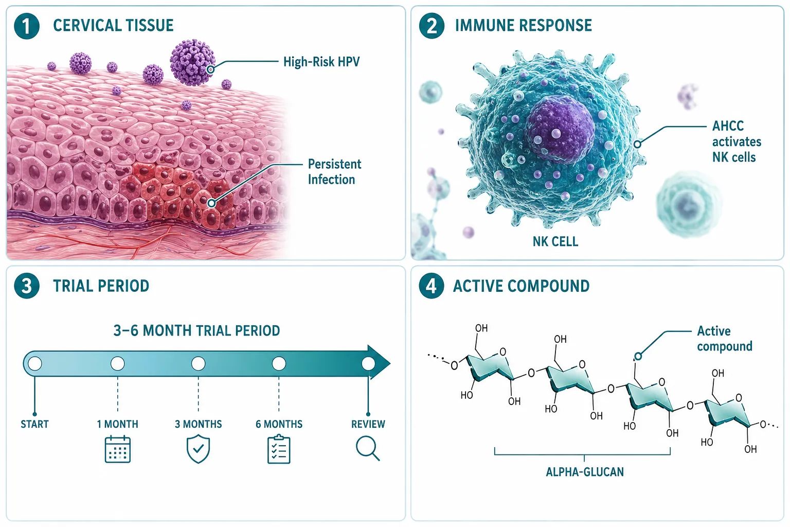 What AHCC Actually Is, and What It Isn't