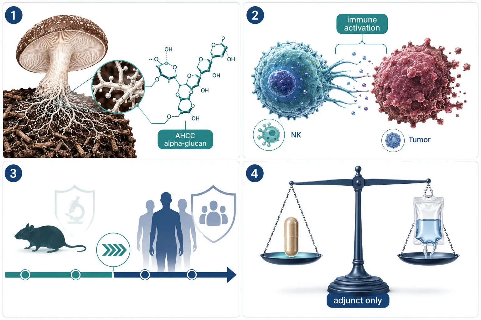 What Is AHCC, and Why Are Researchers Studying It for Cancer?