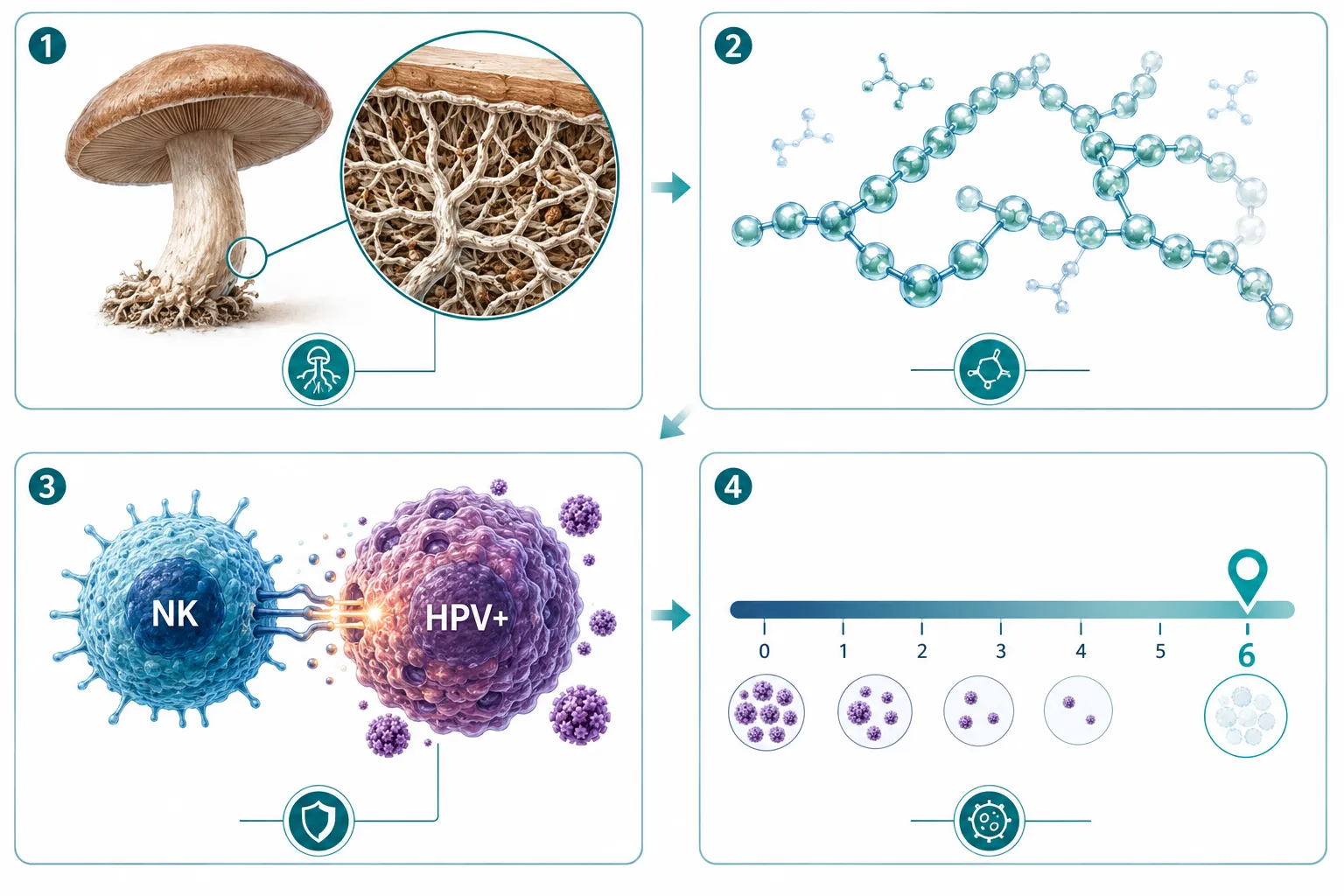 What Is AHCC, and Why Is It Being Studied for HPV?