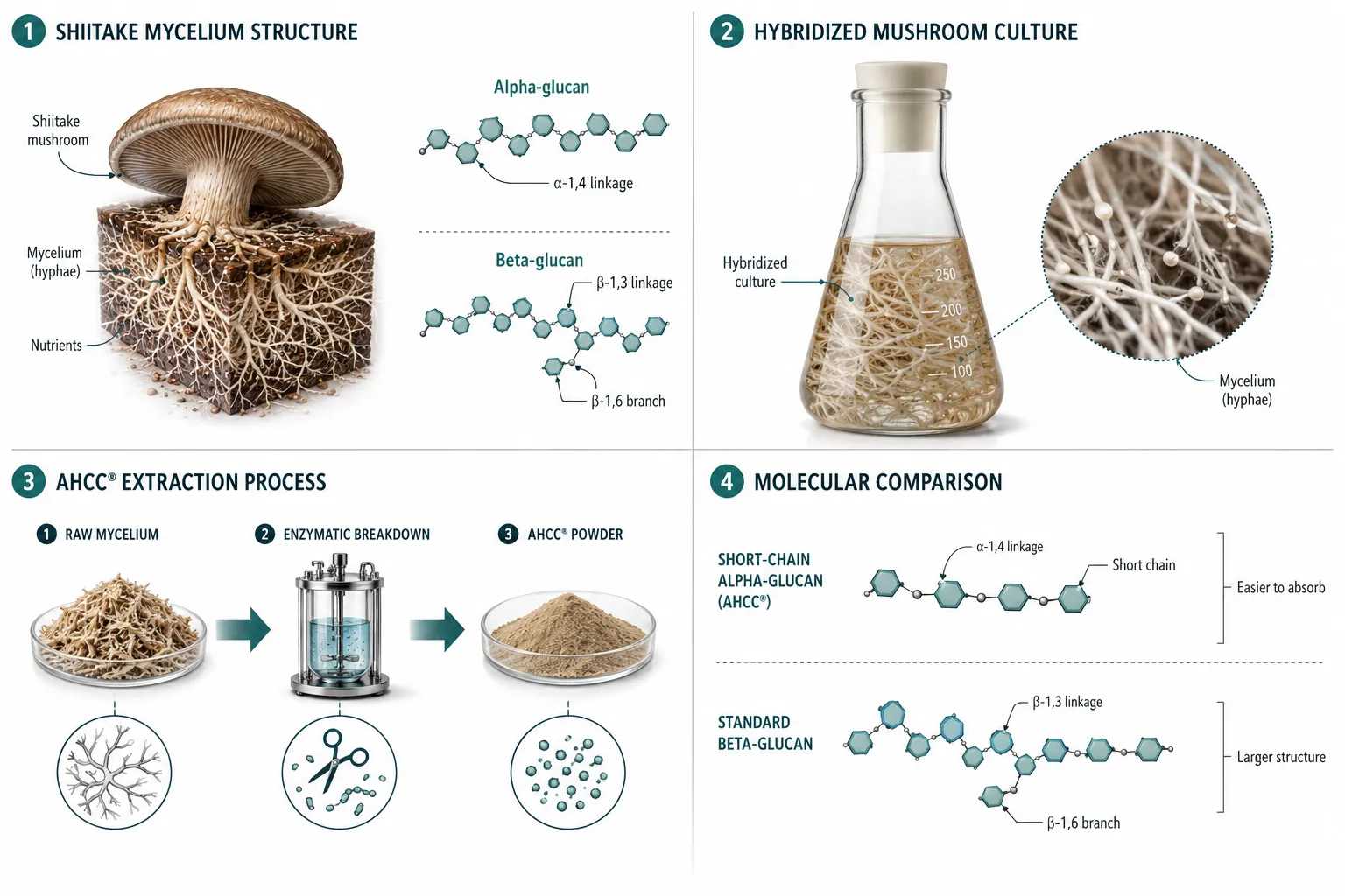 What Is the AHCC Mushroom Extract, Exactly?