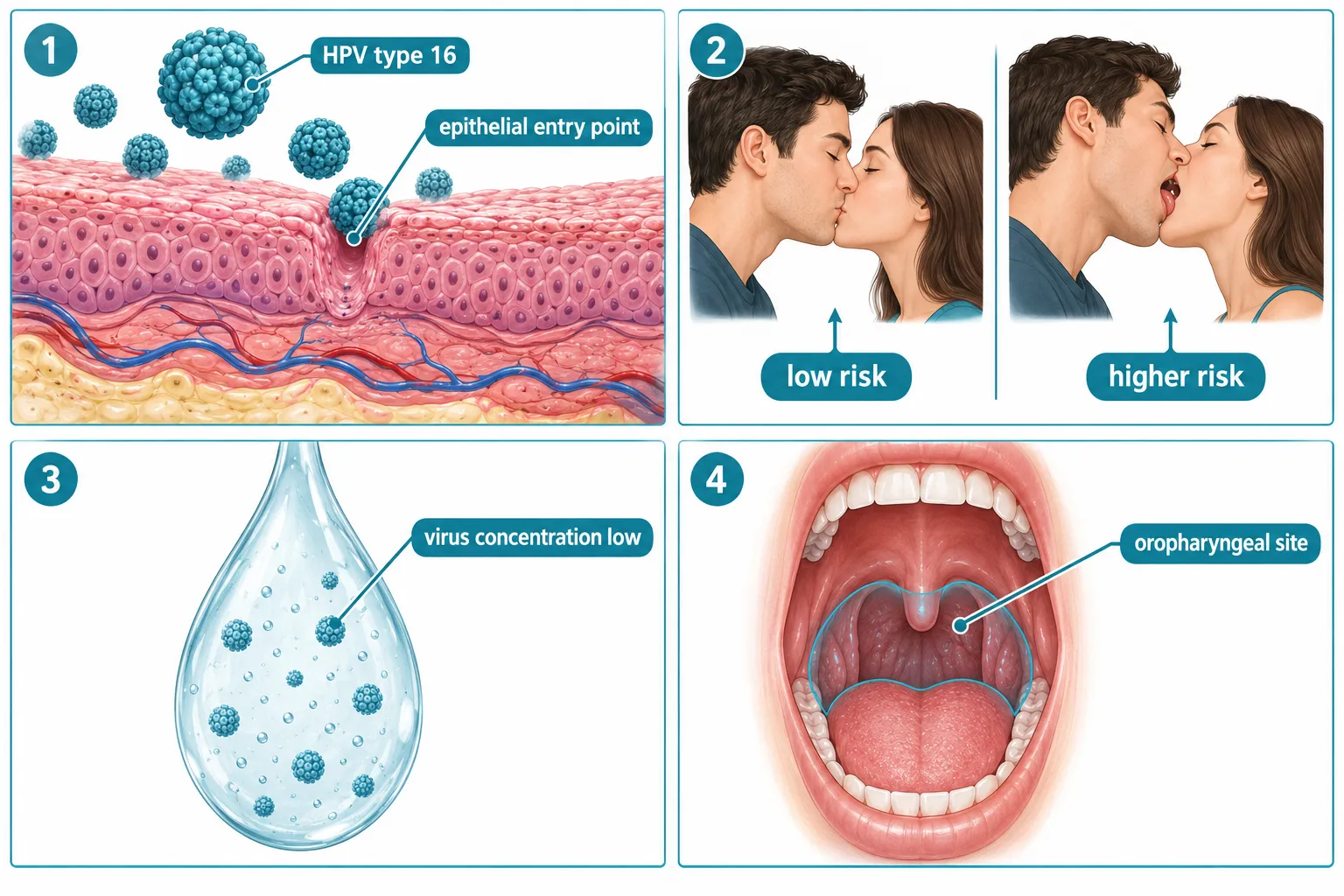 How Does HPV Spread Through Oral Contact?
