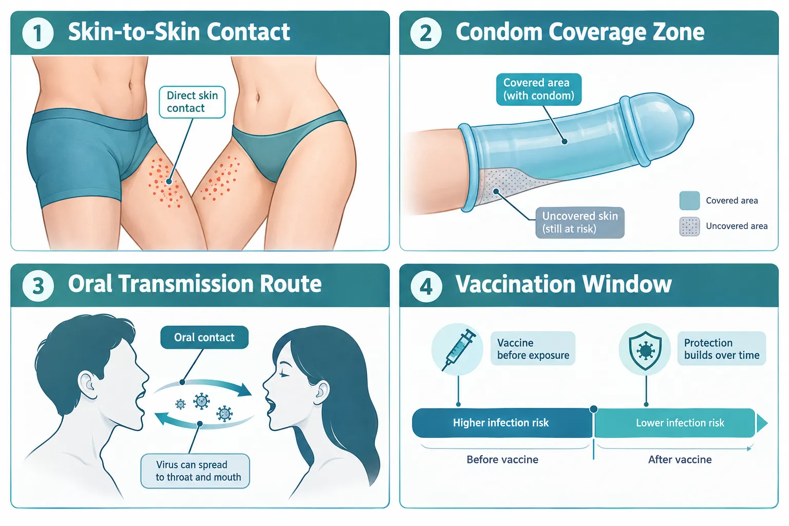 How HPV Spreads During Sex