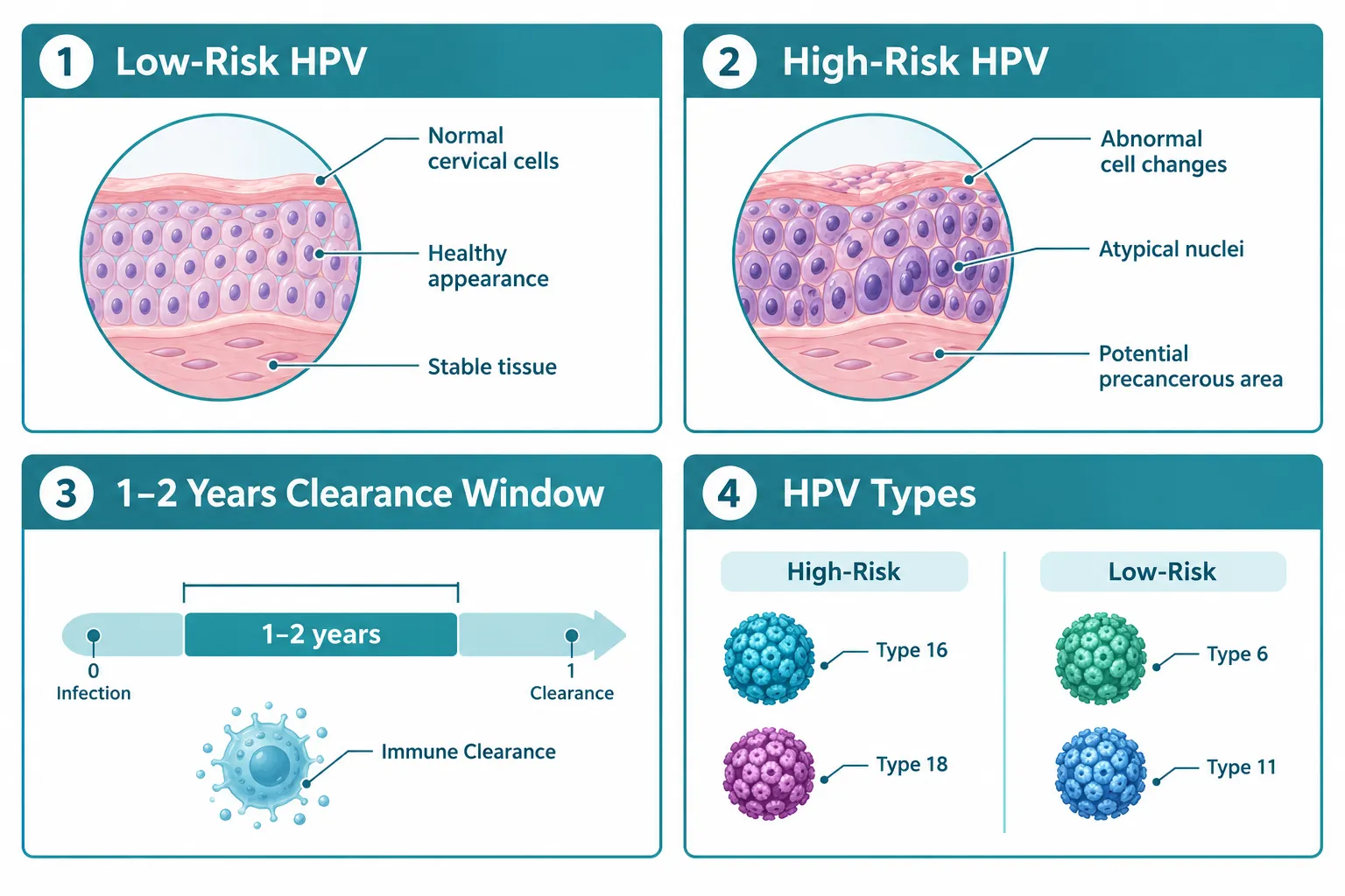 What "HPV Positive" Actually Means