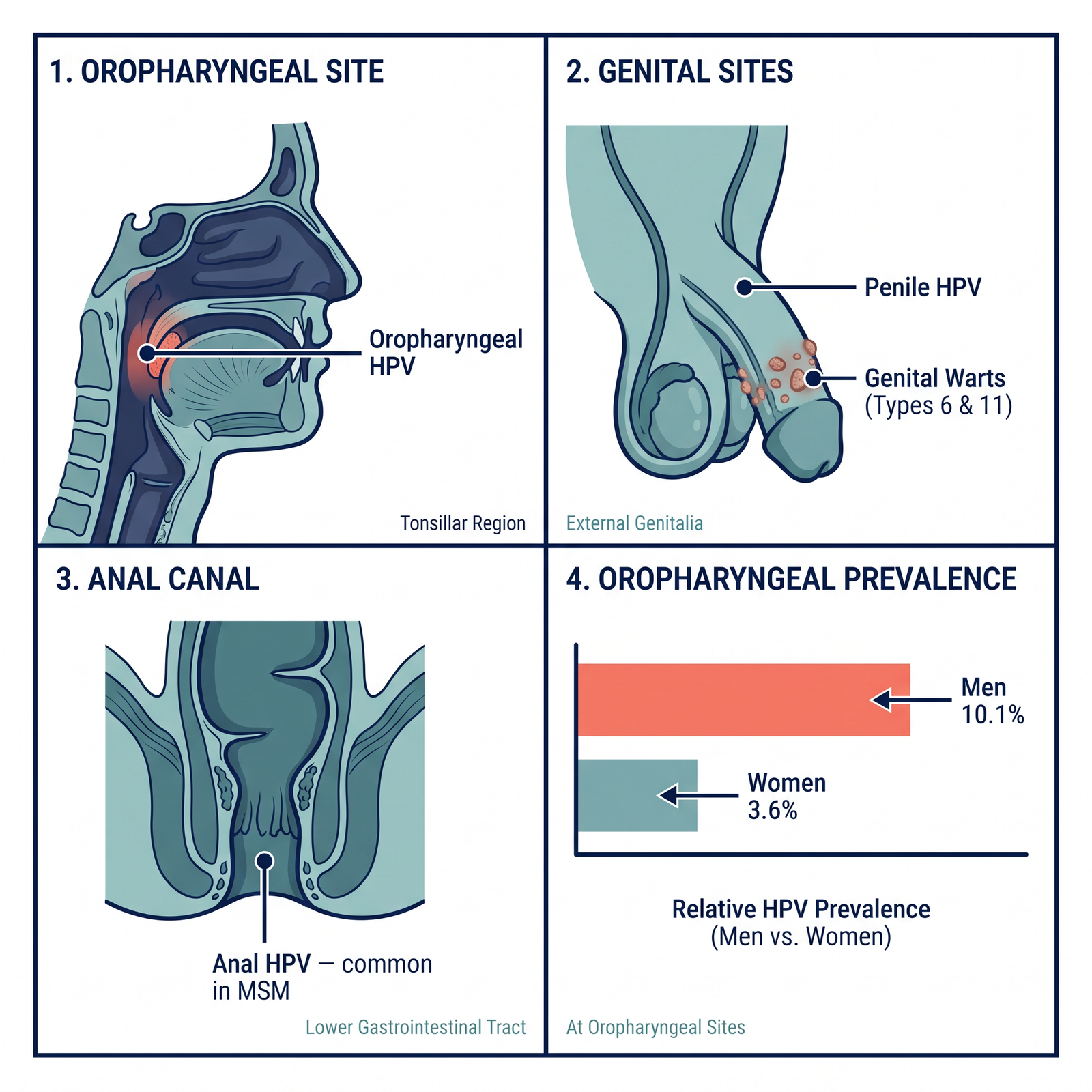 How Does HPV Spread in Men?