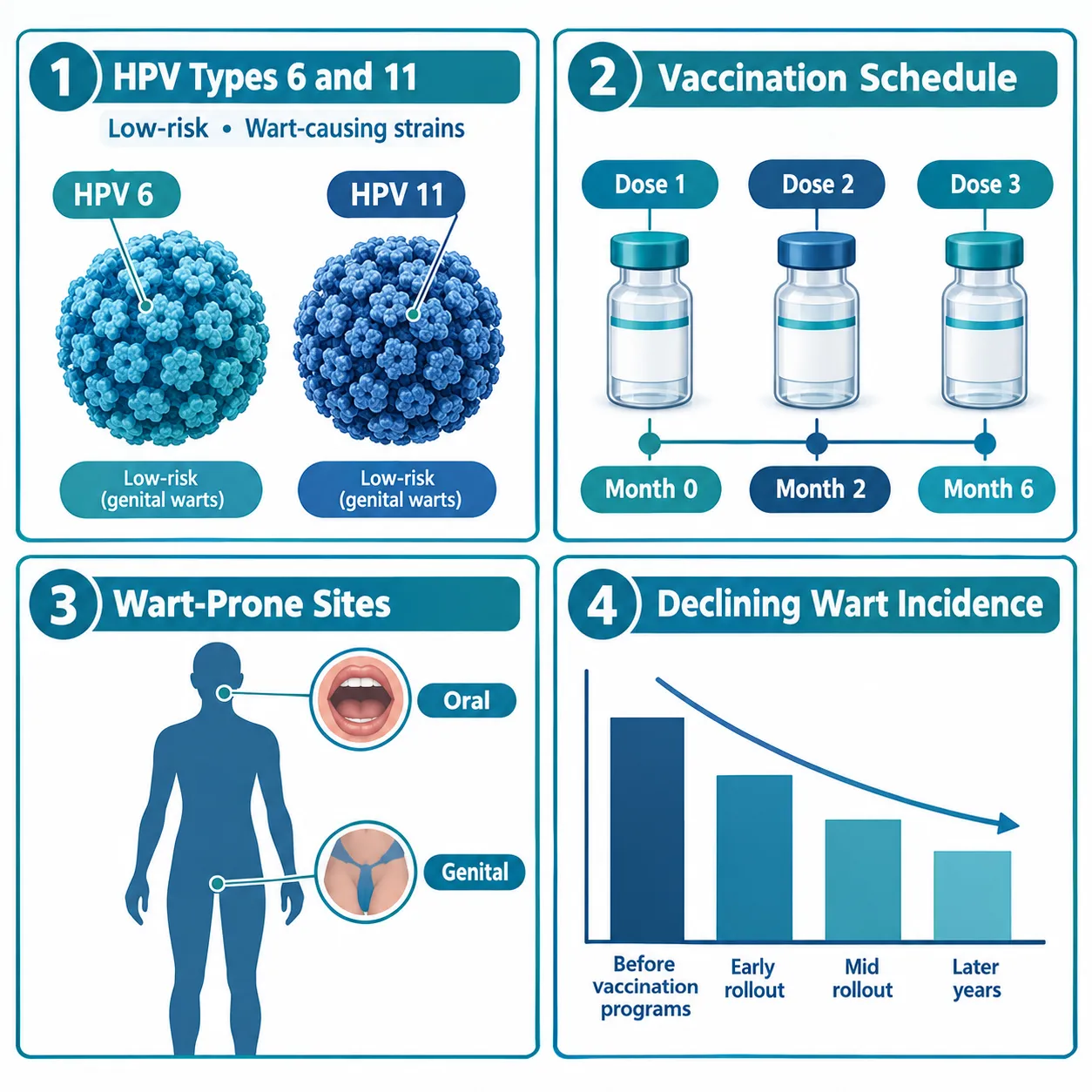 How HPV Types 6 and 11 Cause Genital Warts