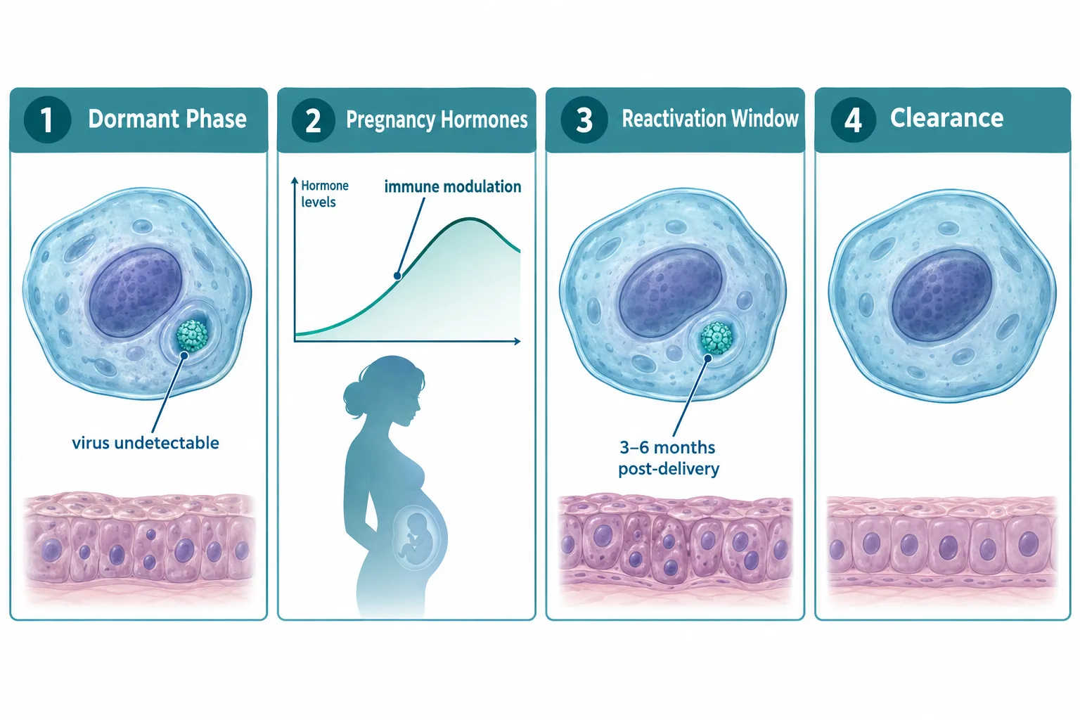 What Does "Dormant HPV" Actually Mean in Pregnancy?